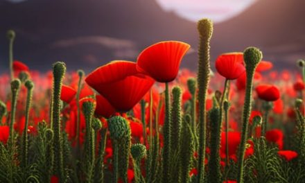 A Guide to Cultivating Poppy Plants from Seed